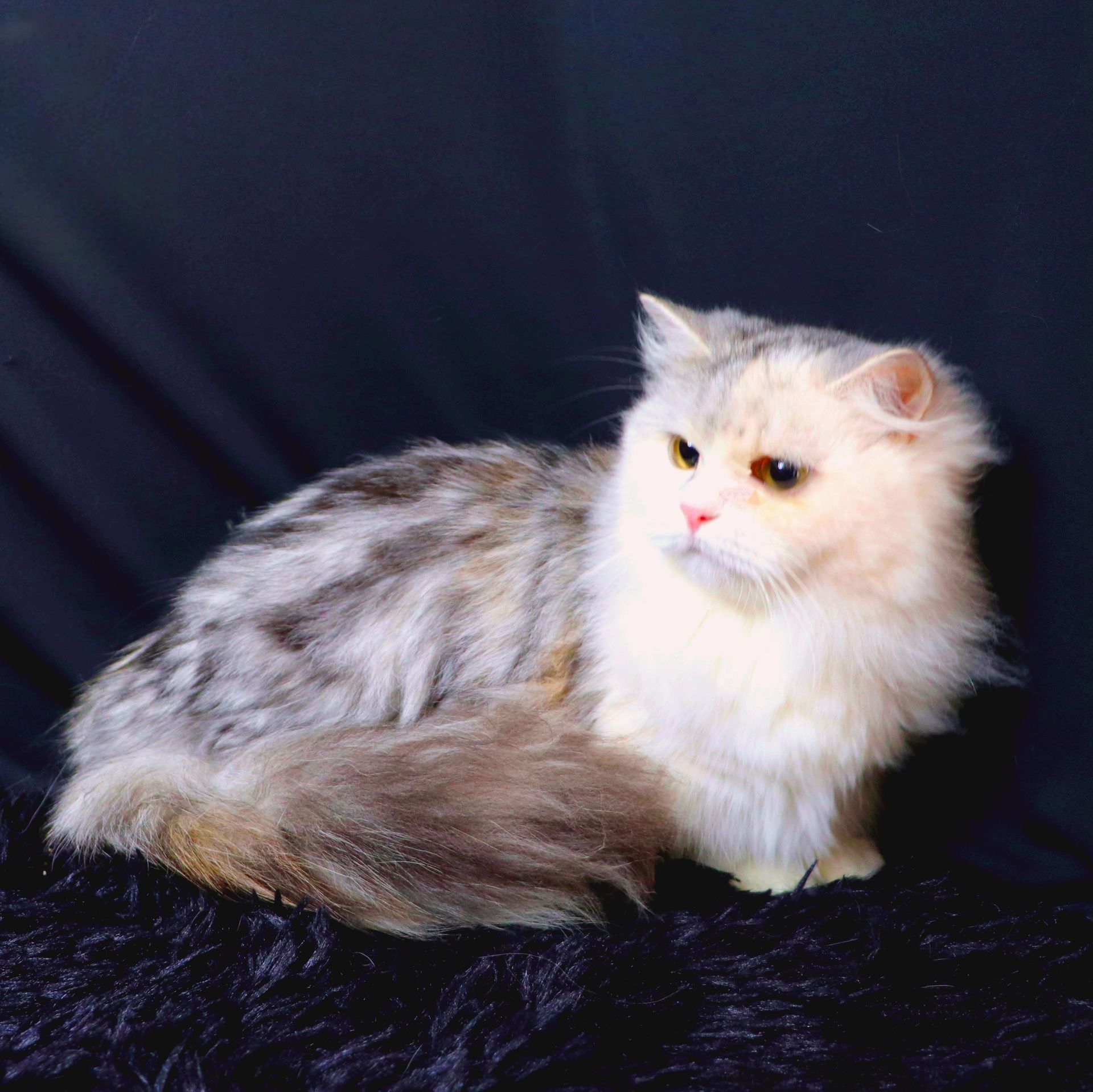 Gato Minuet Raça anã hibrida do munchkin com persa. patinha curta