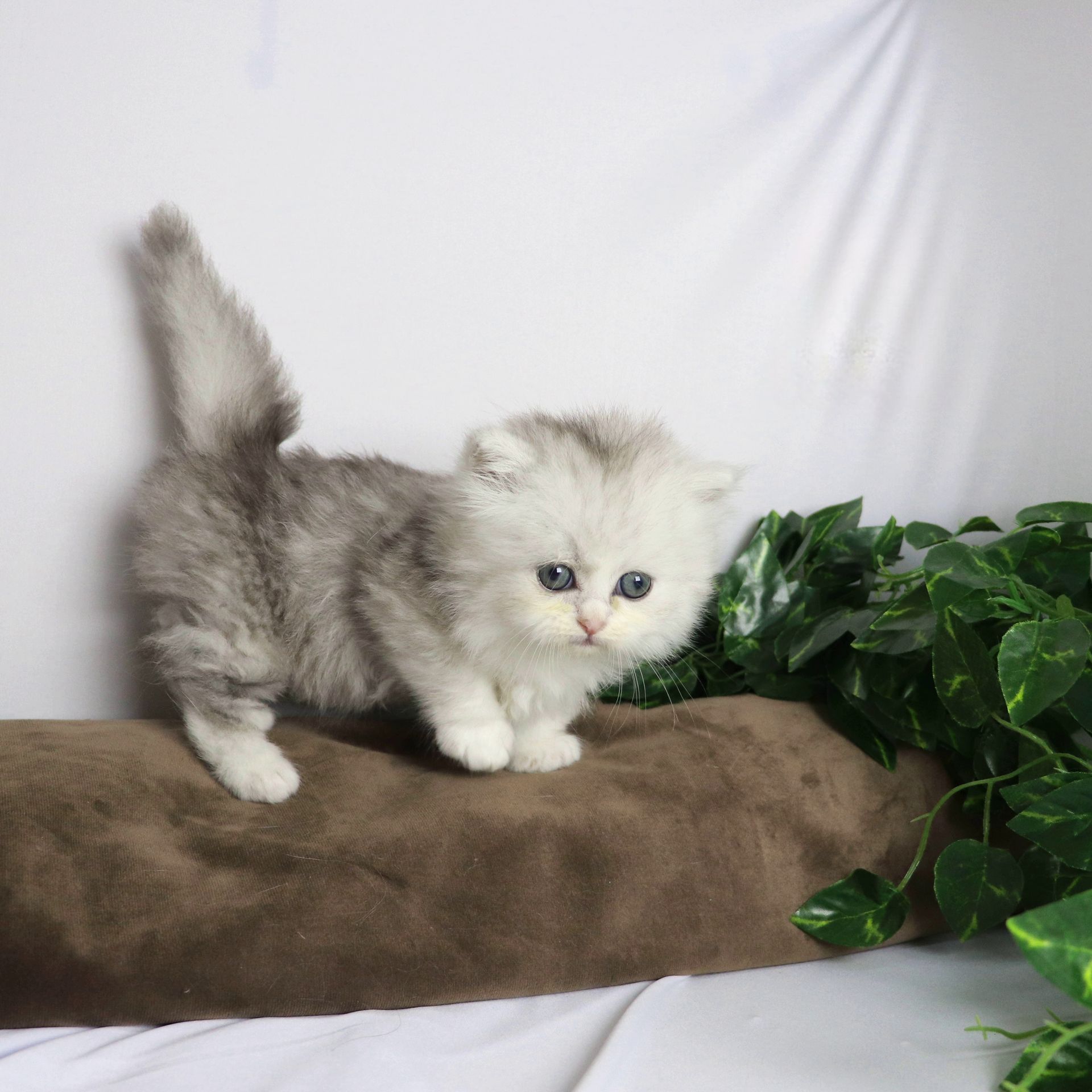 Gato Minuet Raça anã hibrida do munchkin com persa. patinha curta