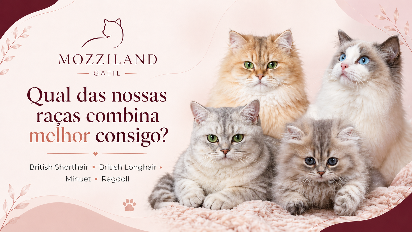 qual a raça de gato certa para mim