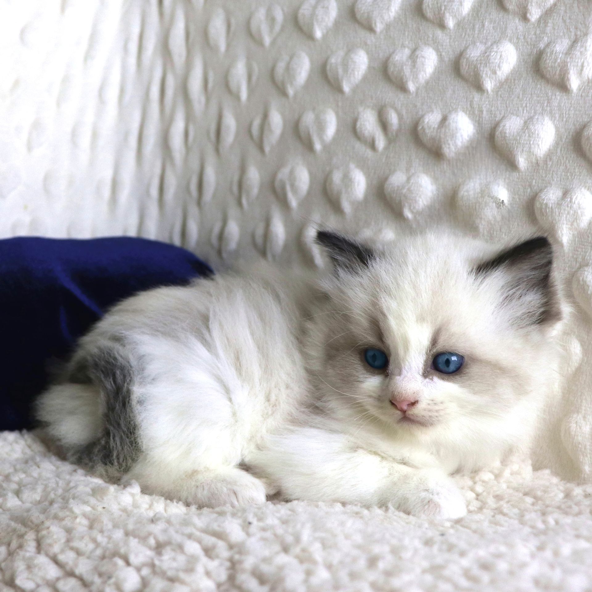ragdoll bicolor seal