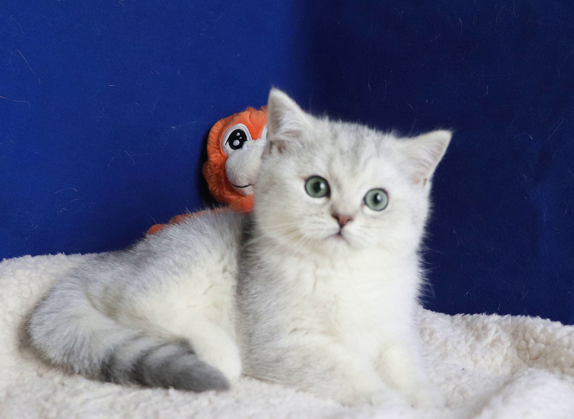 british shorthair black silver shaded