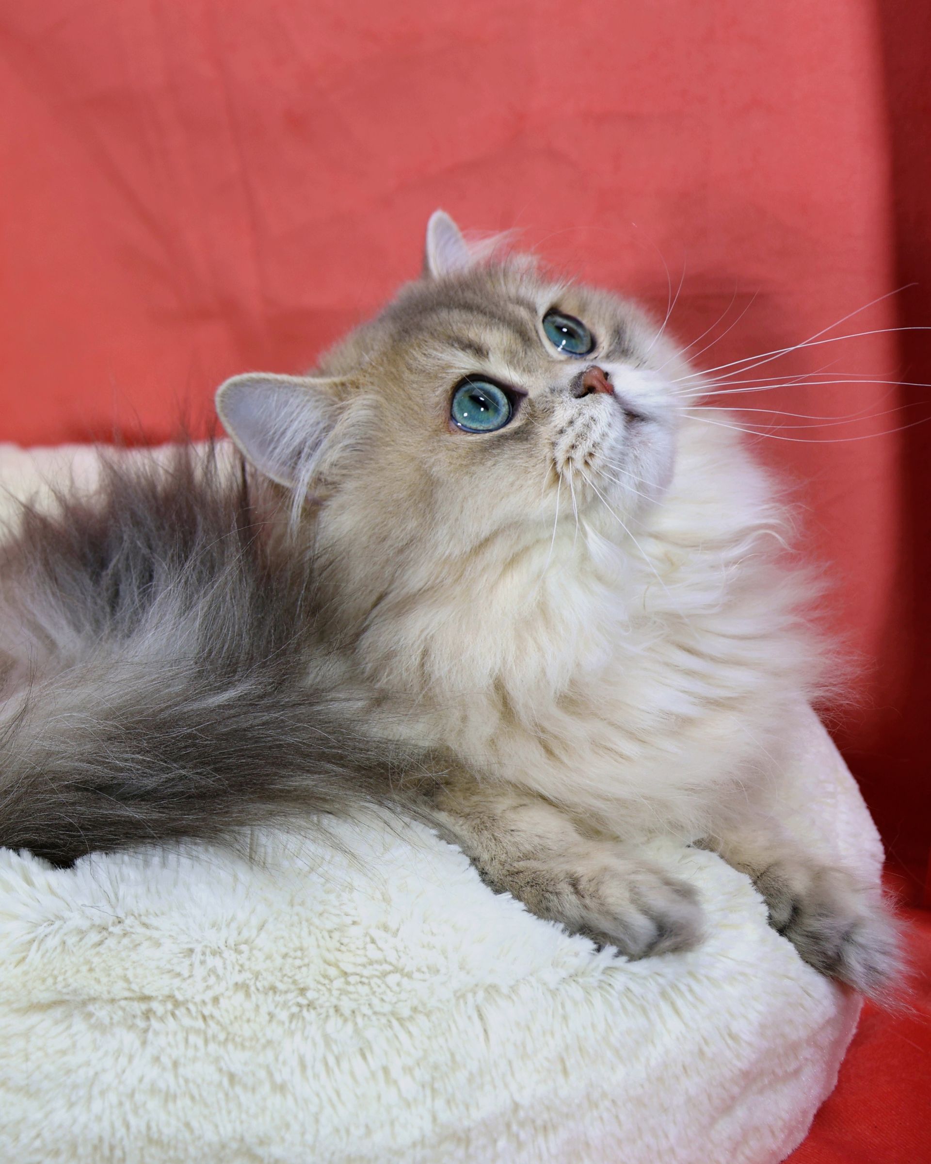 british longhair blue golden shaded
