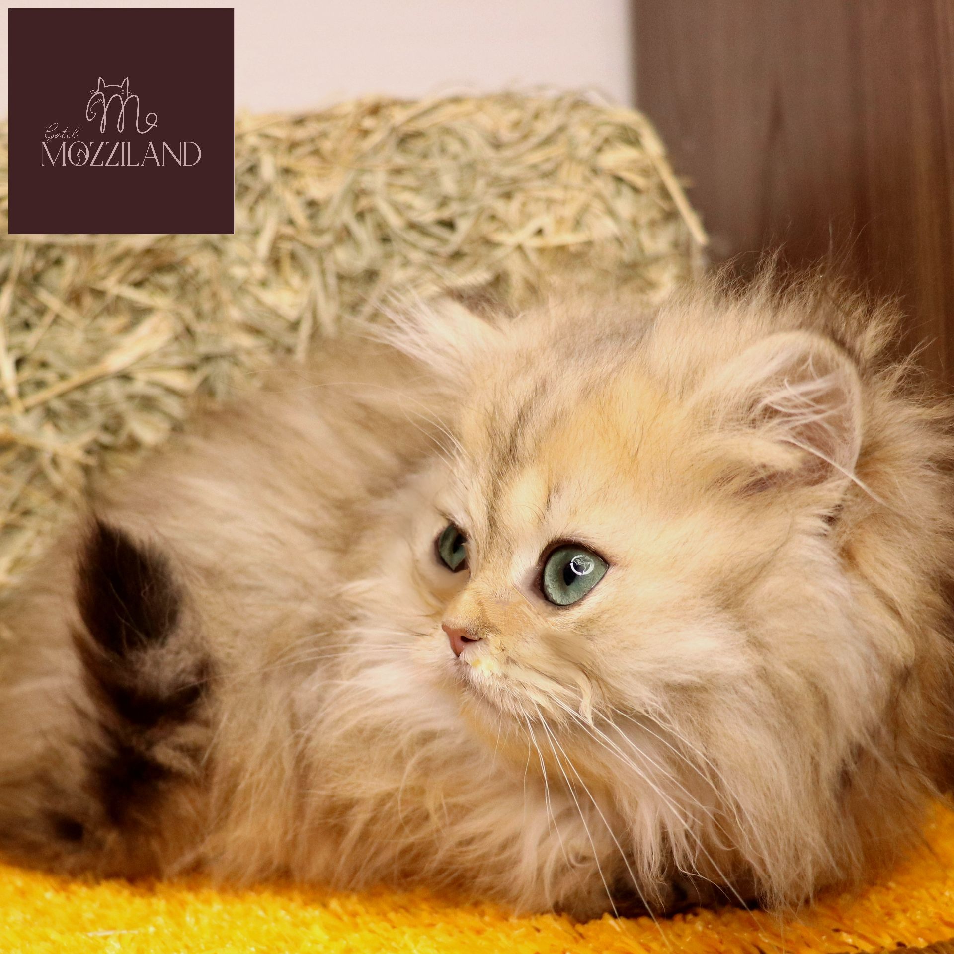 british longhair black golden shaded