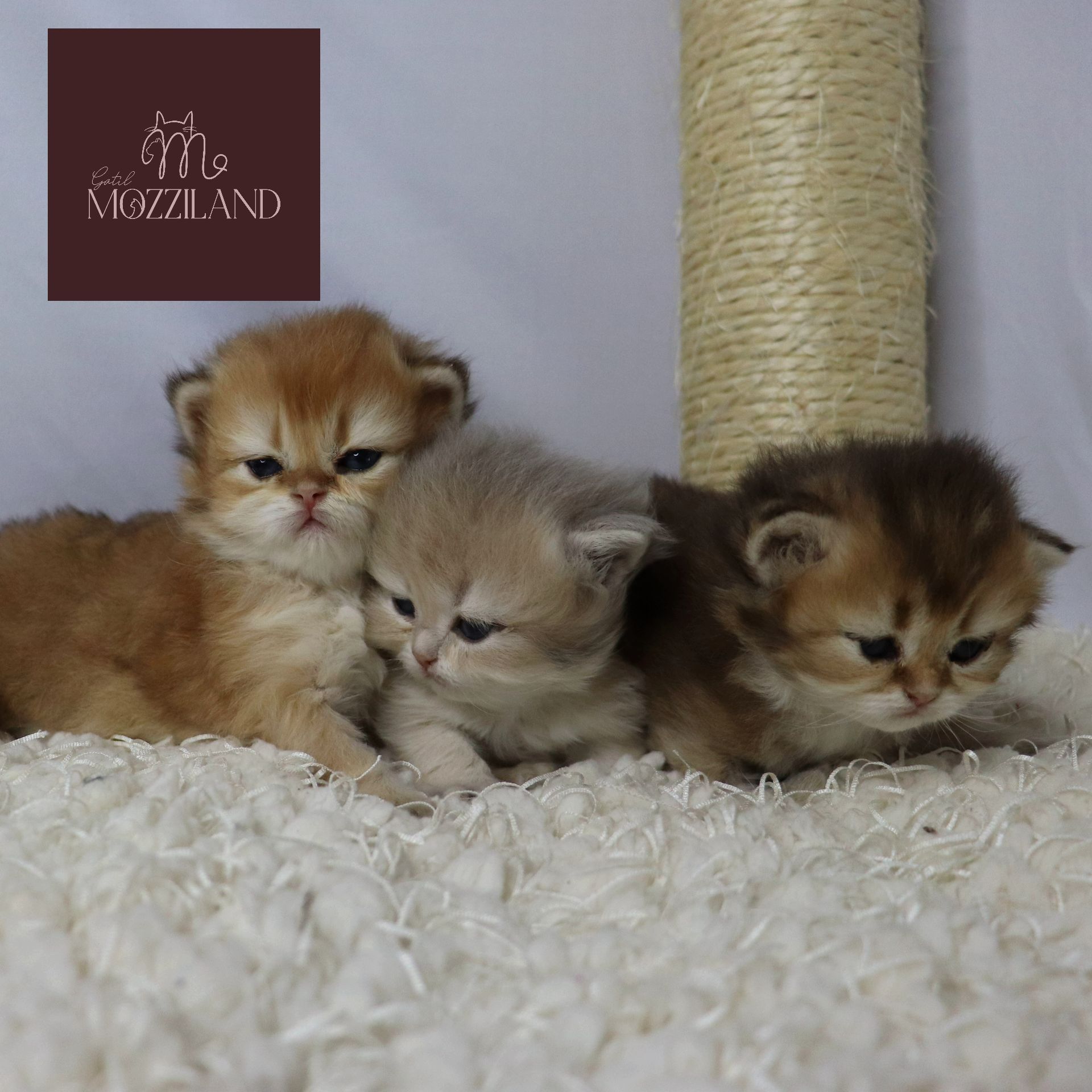 british longhair black golden shaded e blue golden shaded