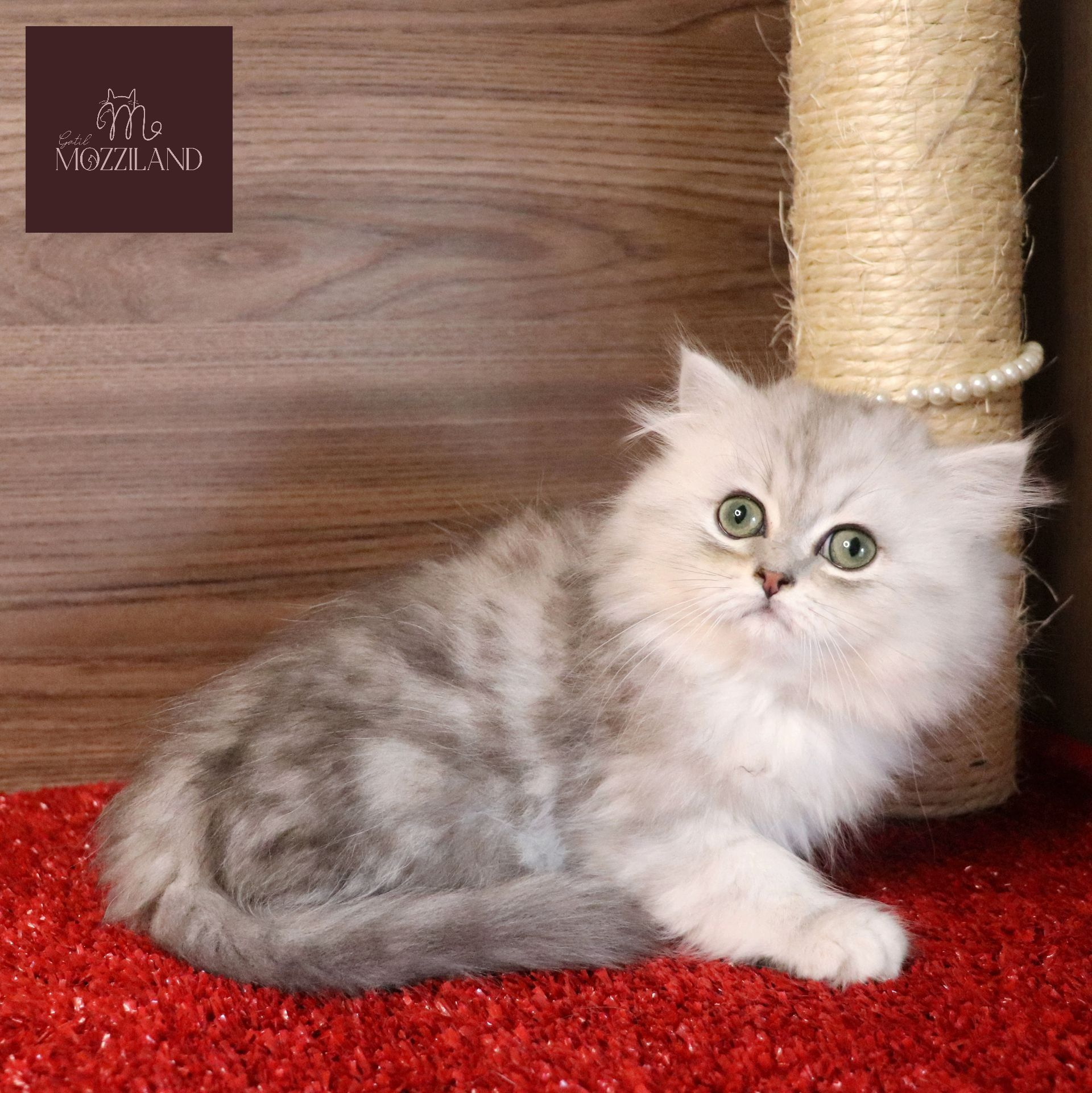 british longhair black silver shaded