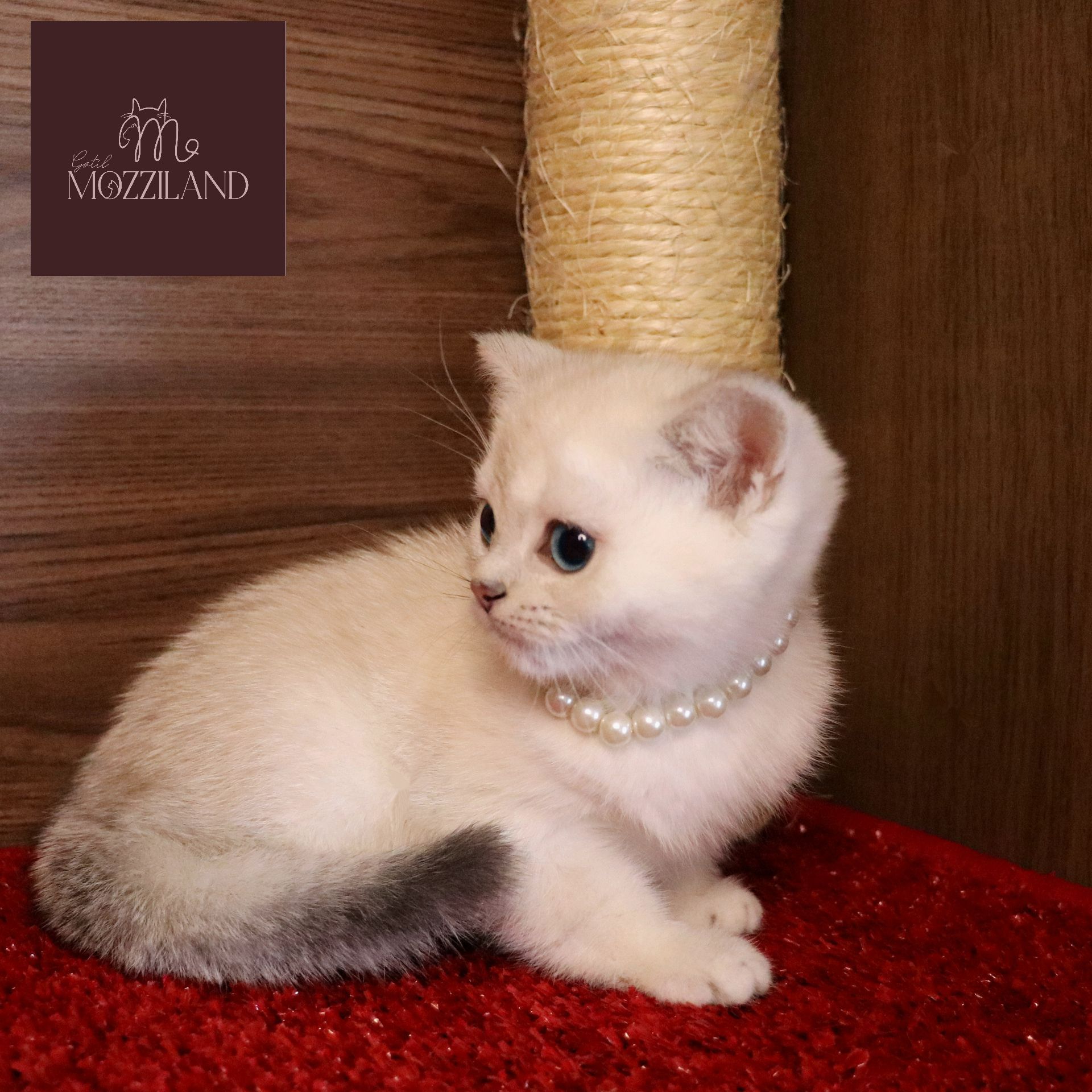 british shorthair black silver chinchilla