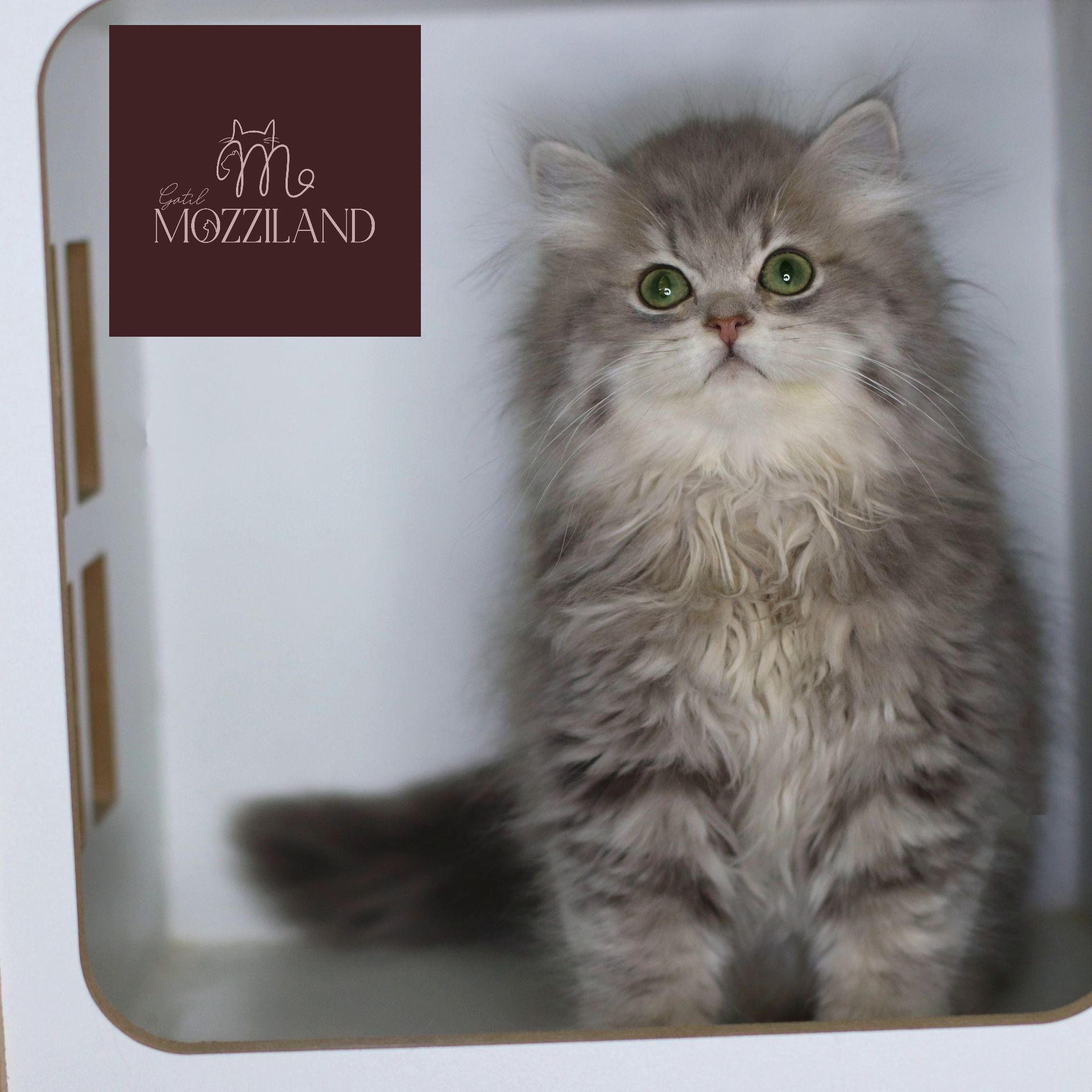 british longhair blue golden shaded