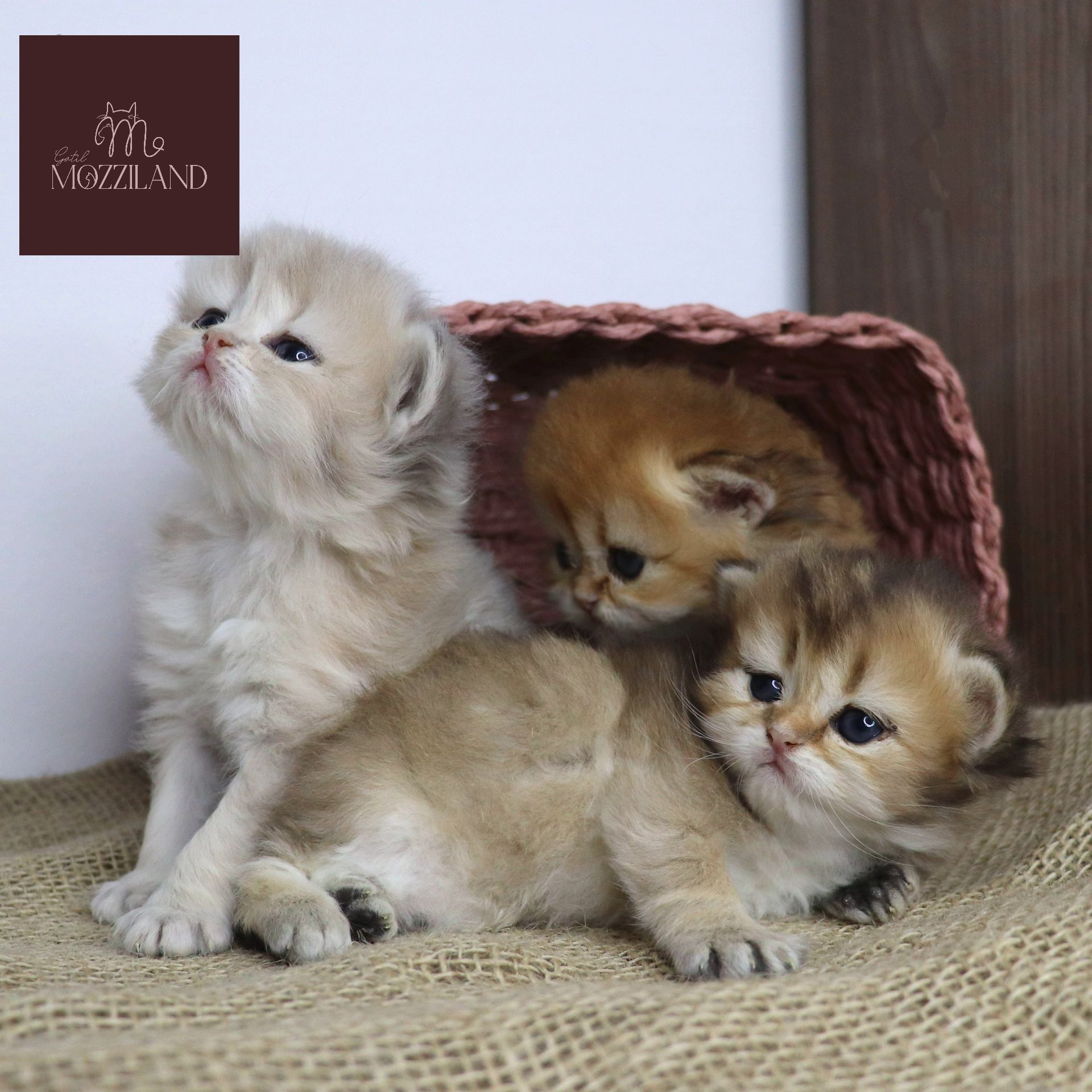 british longhair black golden shaded e blue golden shaded
