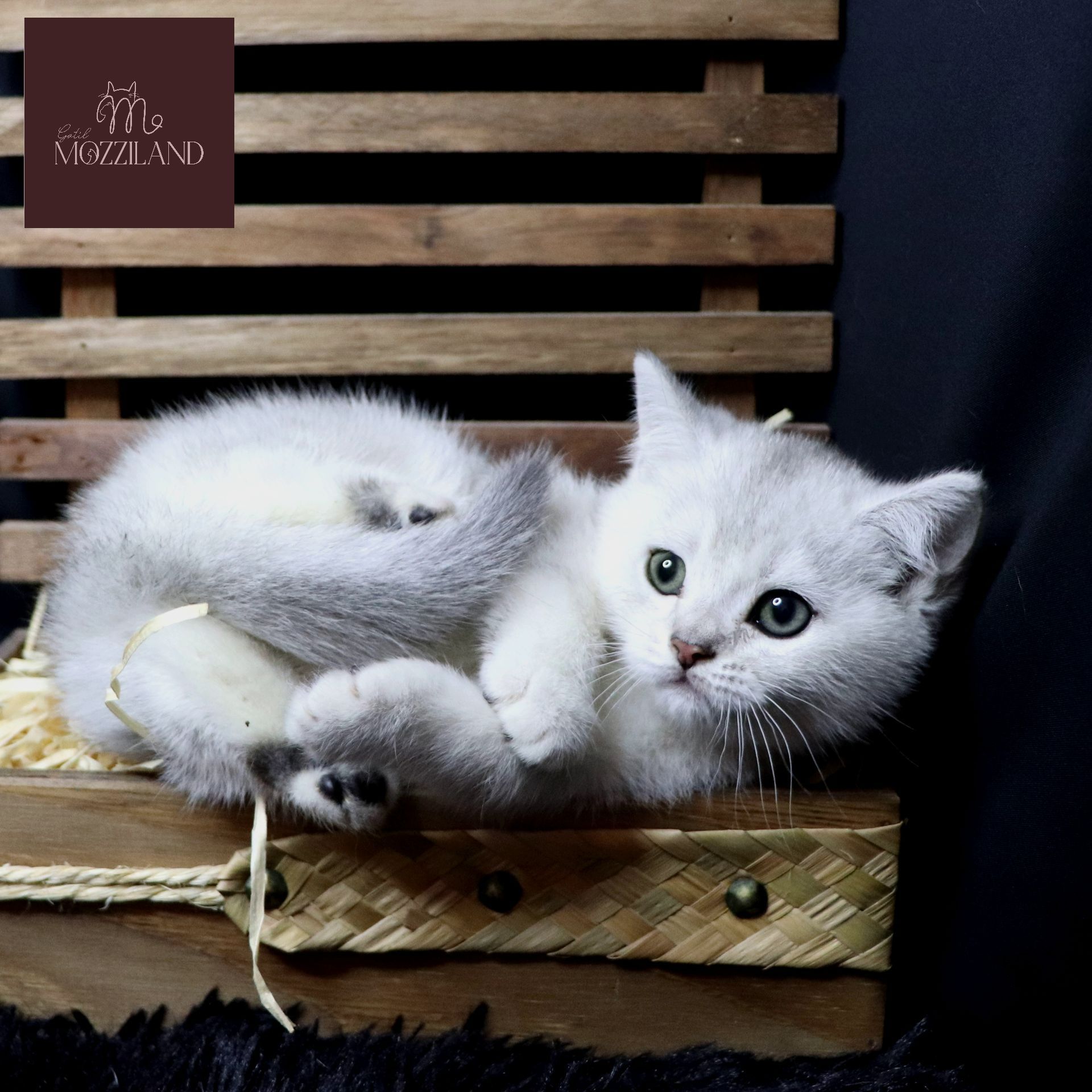 british shorthair black silver shaded