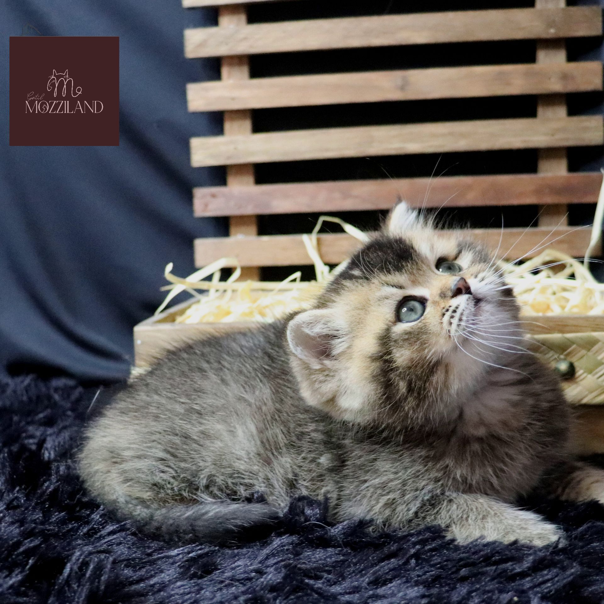 british shorthair black golden shaded