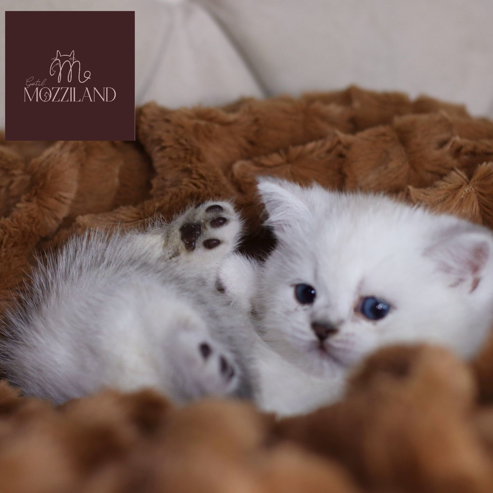 british shorthair black silver shaded