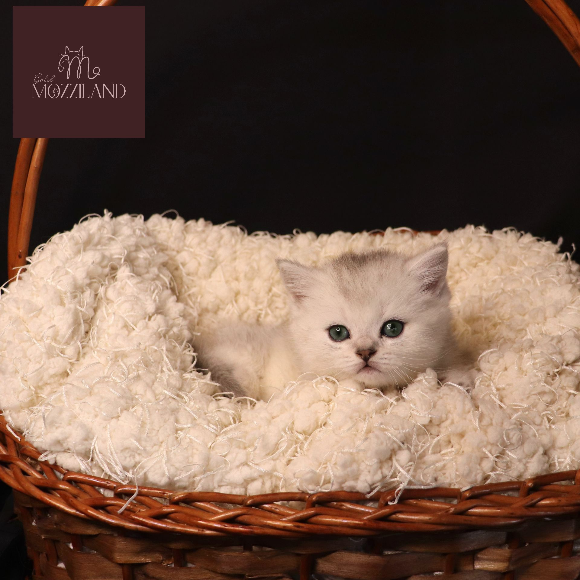 british shorthair black silver shaded