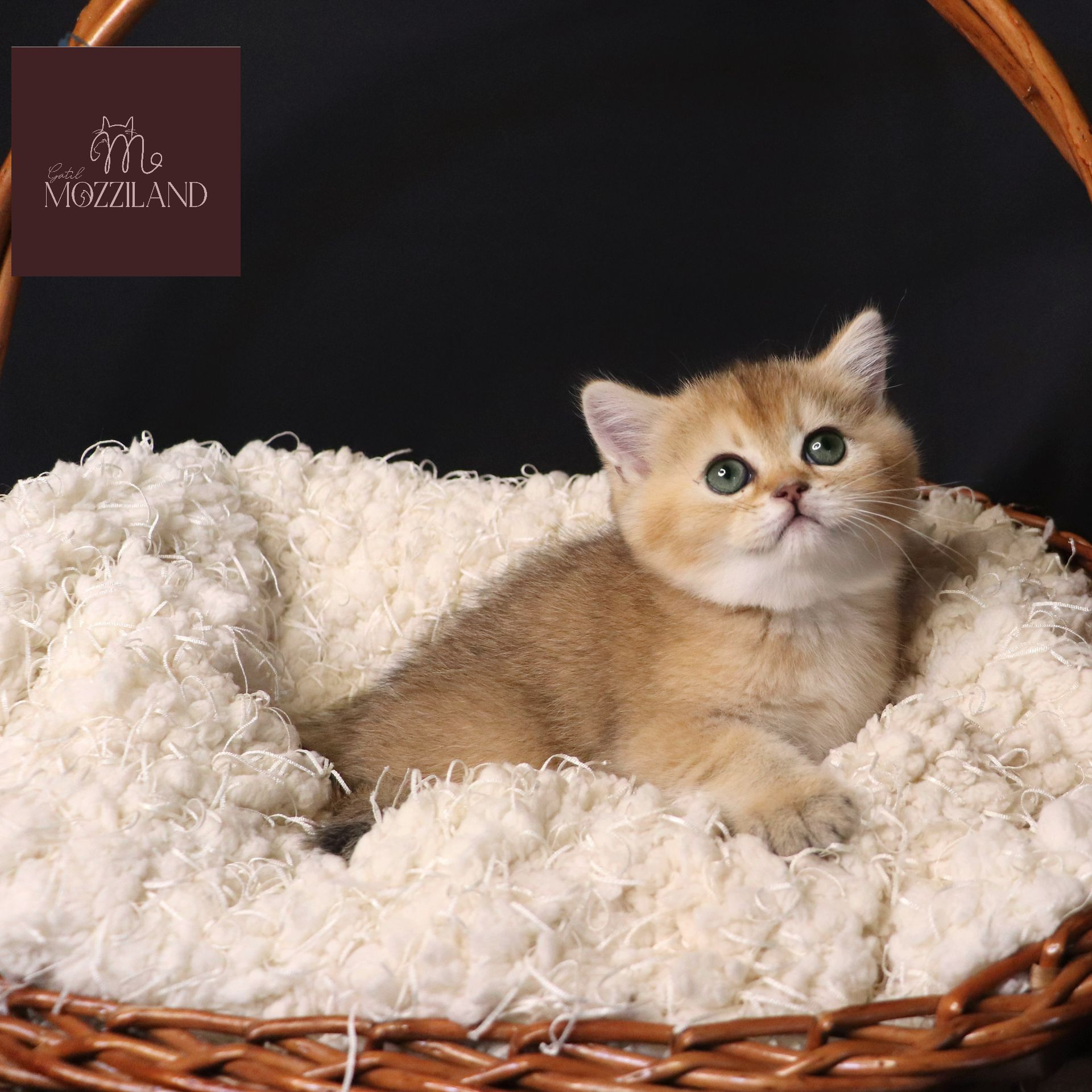 british shorthair black golden chinchilla