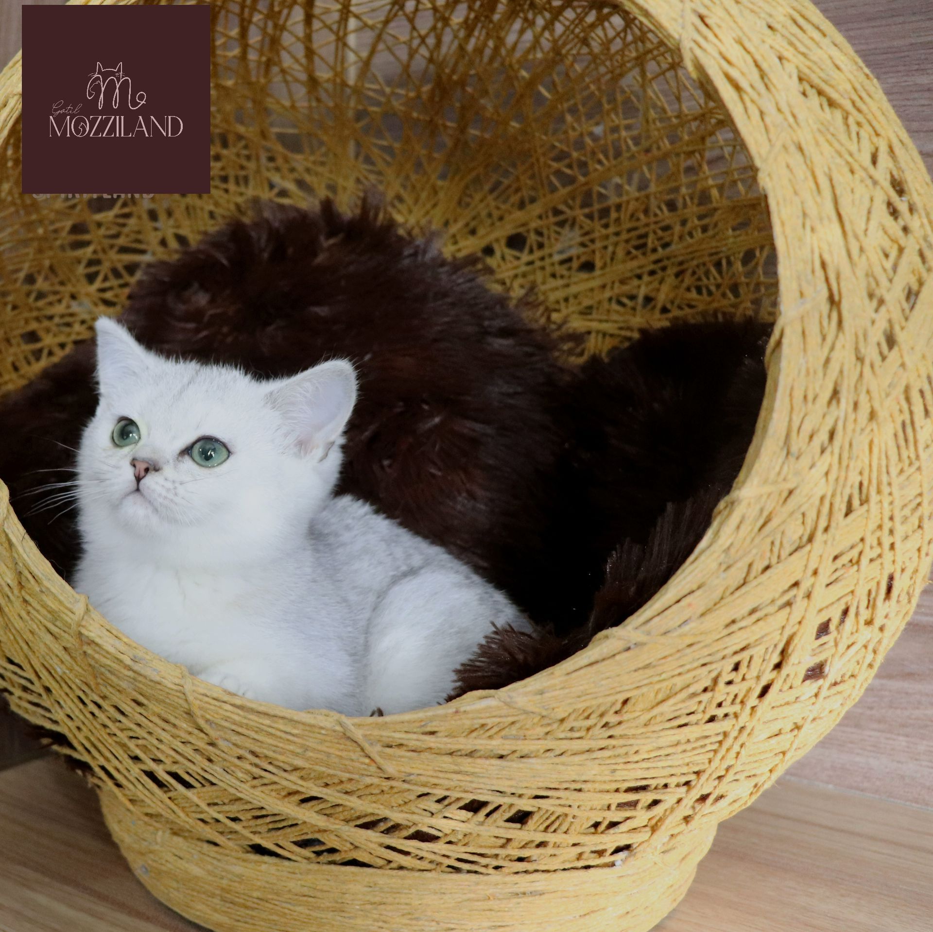 british shorthair black silver shaded