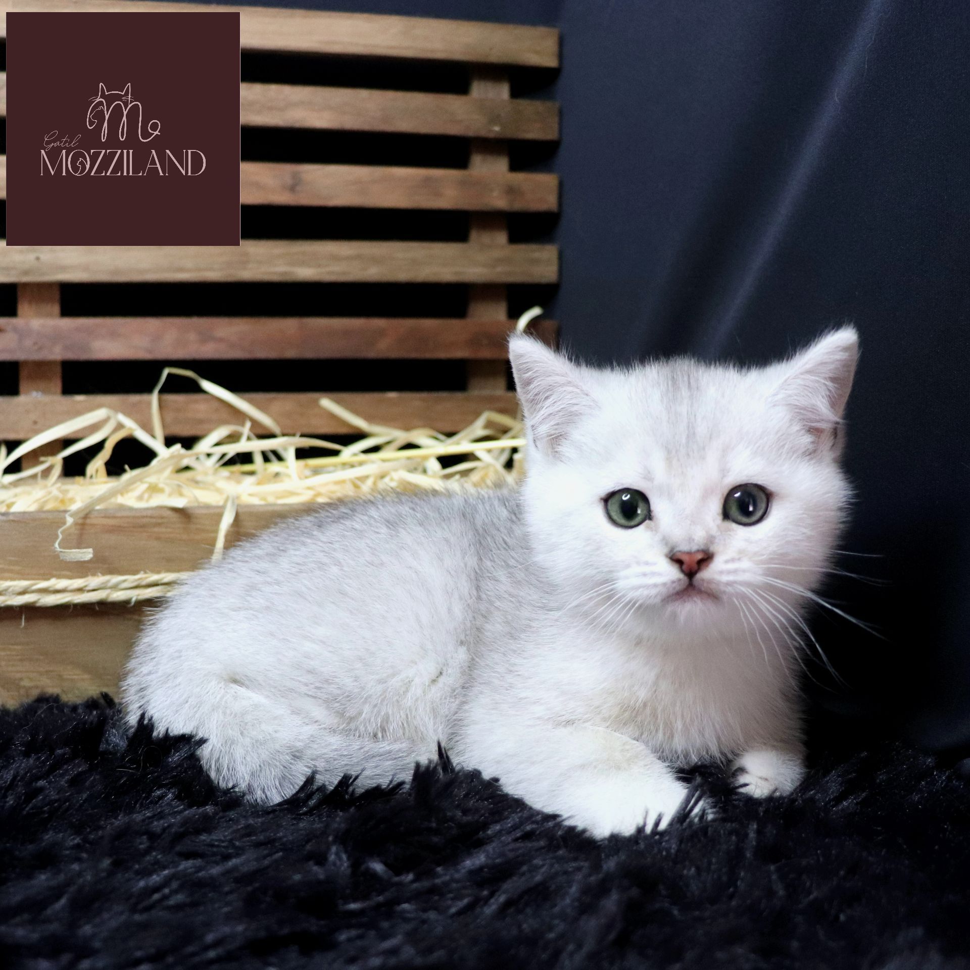british shorthair black silver shaded