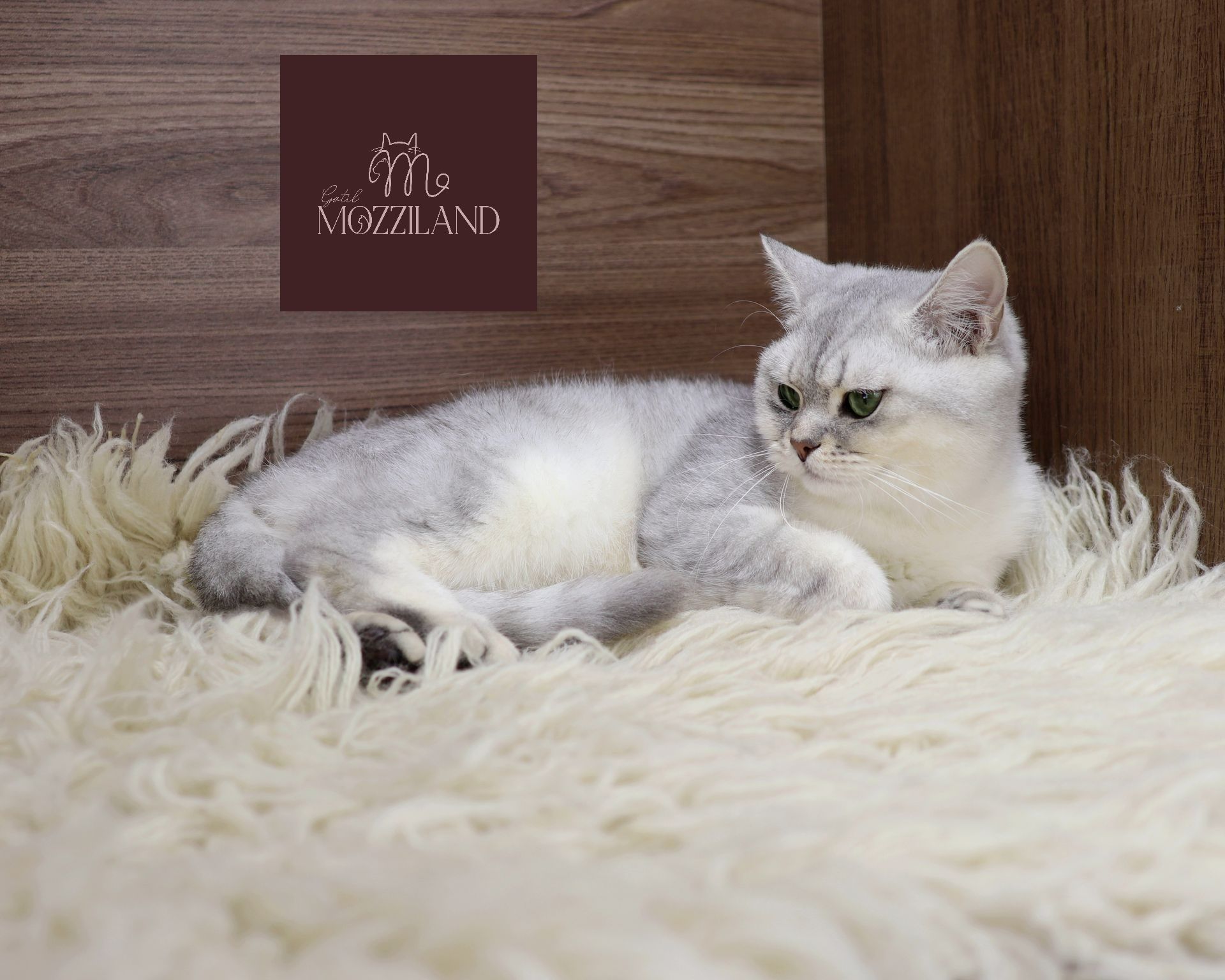 british shorthair black silver shaded