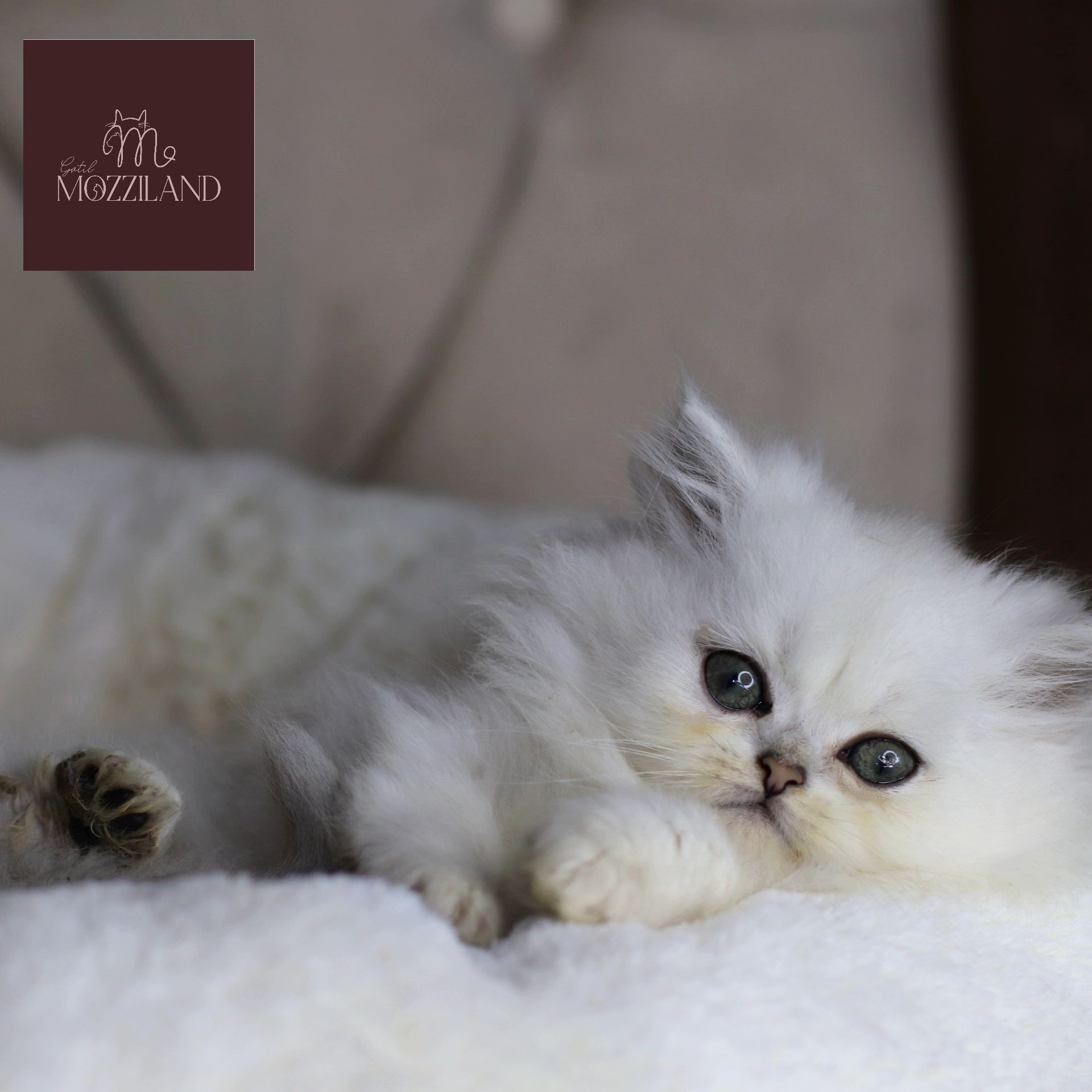 british longhair black silver shaded