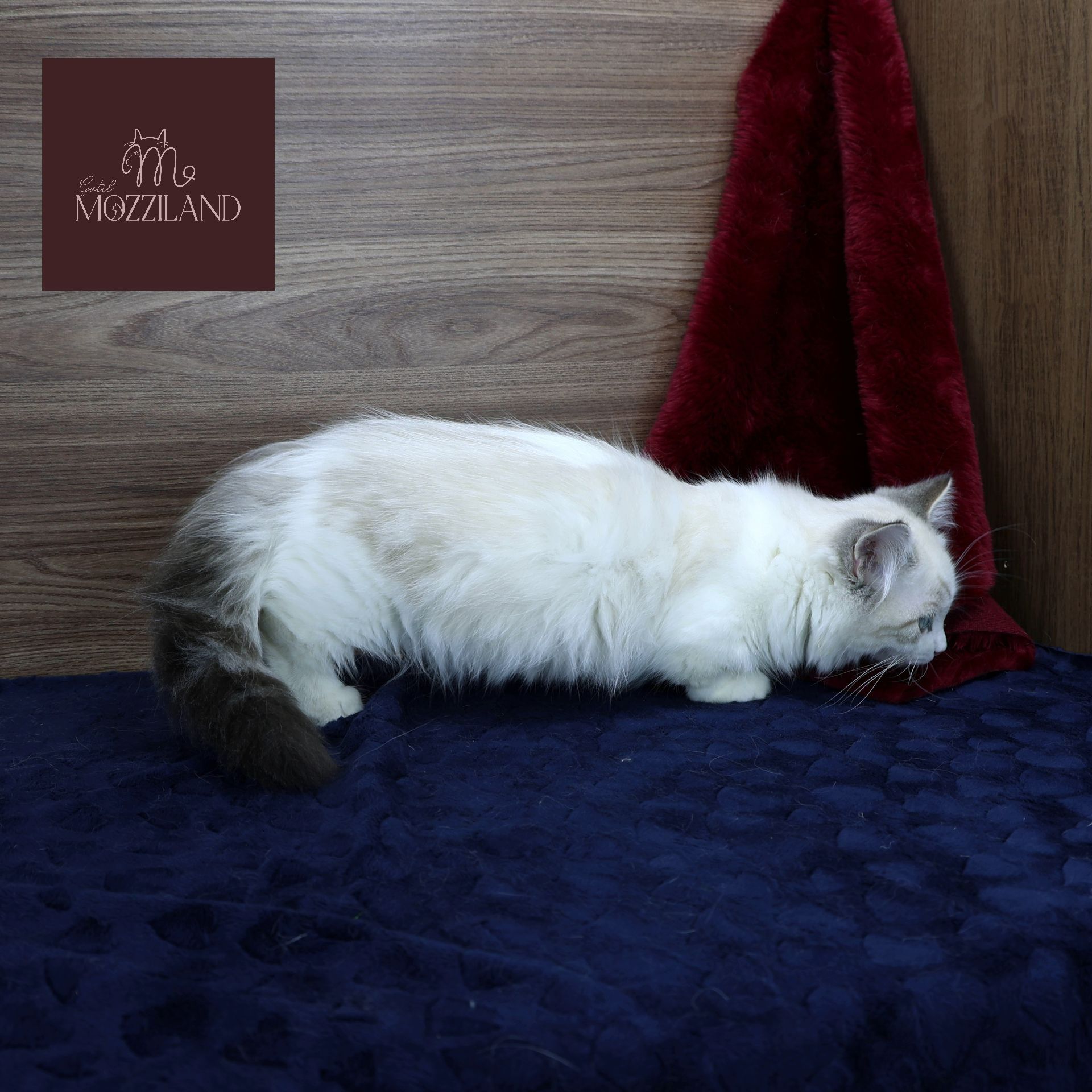 Gato Minuet Raça anã hibrida do munchkin com persa. patinha curta