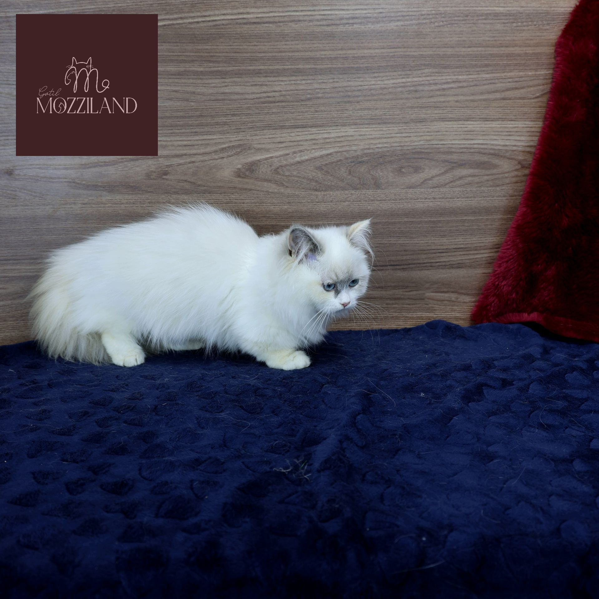 Gato Minuet Raça anã hibrida do munchkin com persa. patinha curta