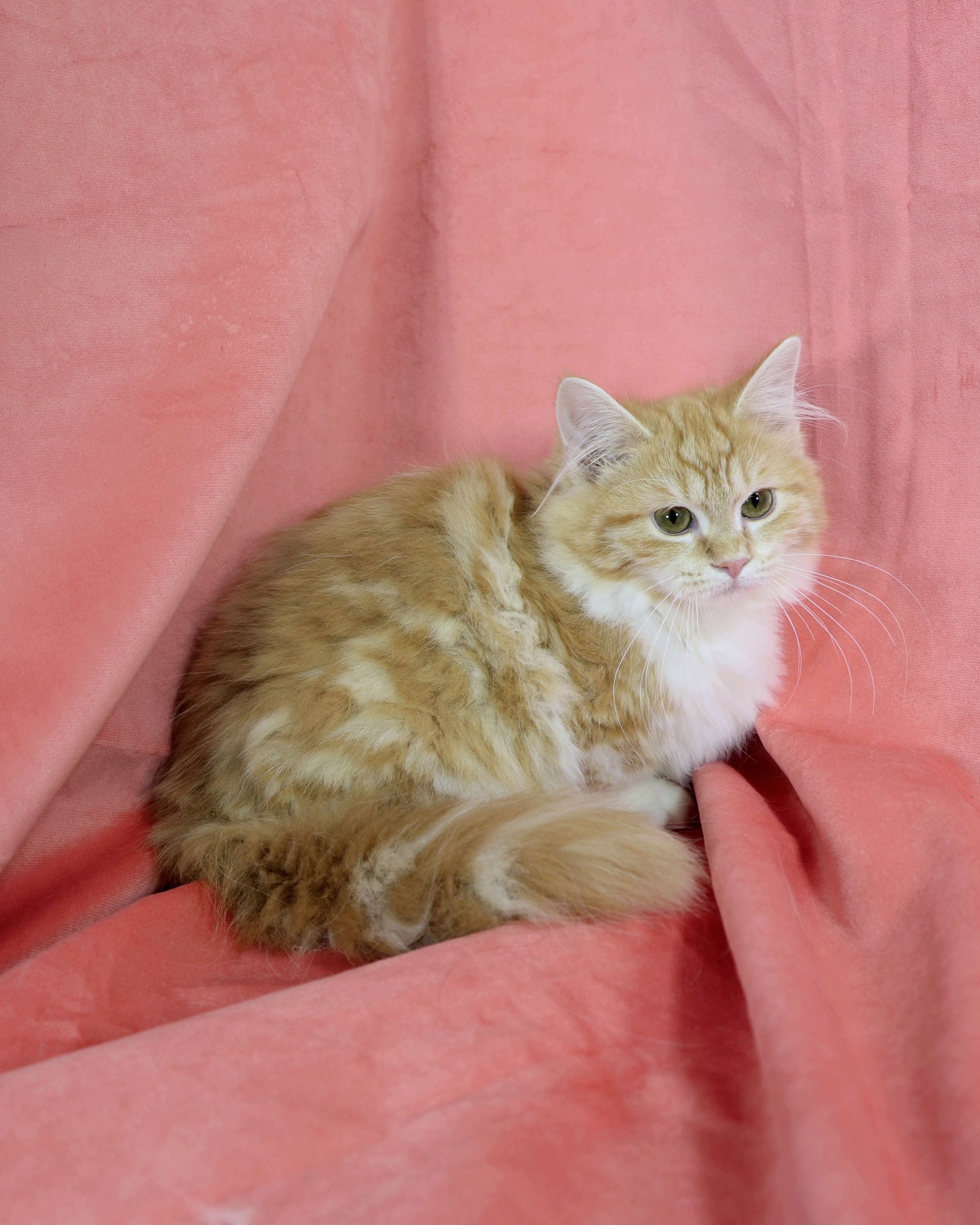 Gato Minuet Raça anã hibrida do munchkin com persa. patinha curta