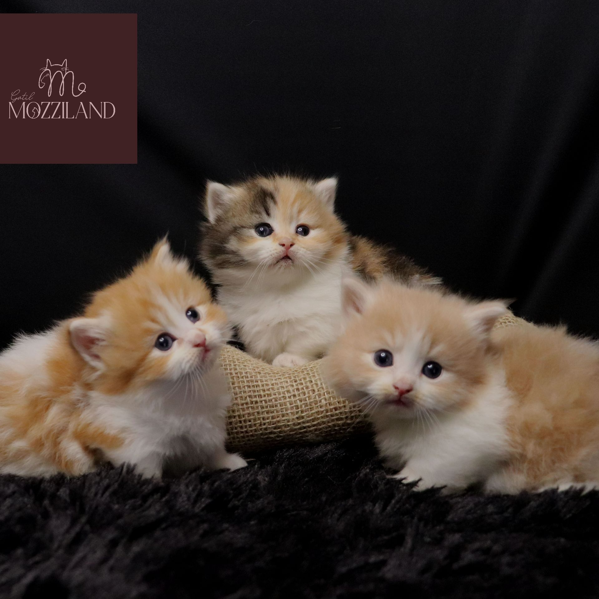 Gato Minuet Raça anã hibrida do munchkin com persa. patinha curta