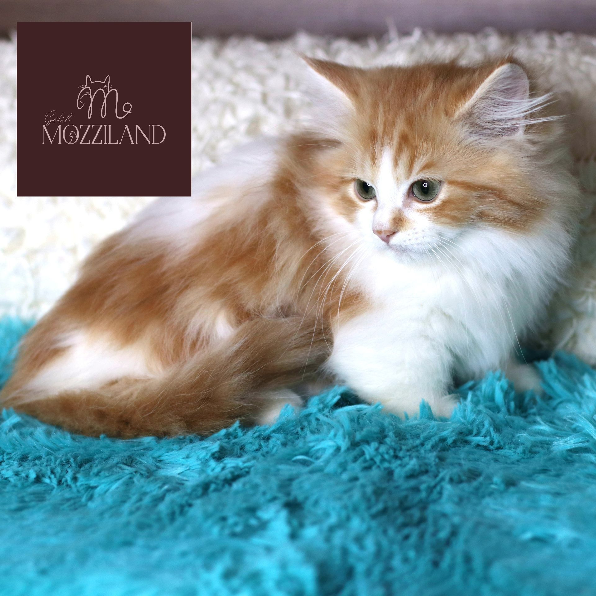 Gato Minuet Raça anã hibrida do munchkin com persa. patinha curta