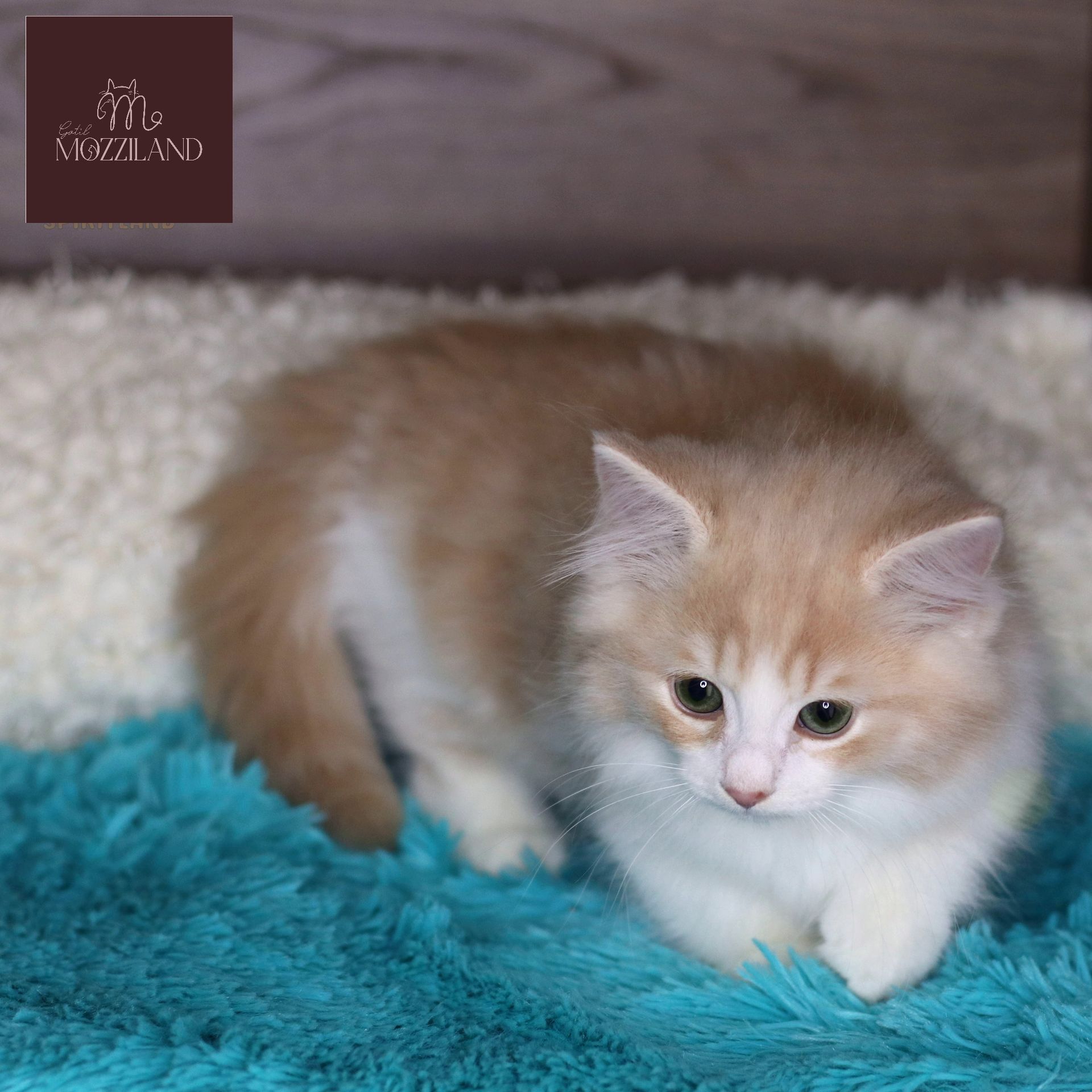 Gato Minuet Raça anã hibrida do munchkin com persa. patinha curta