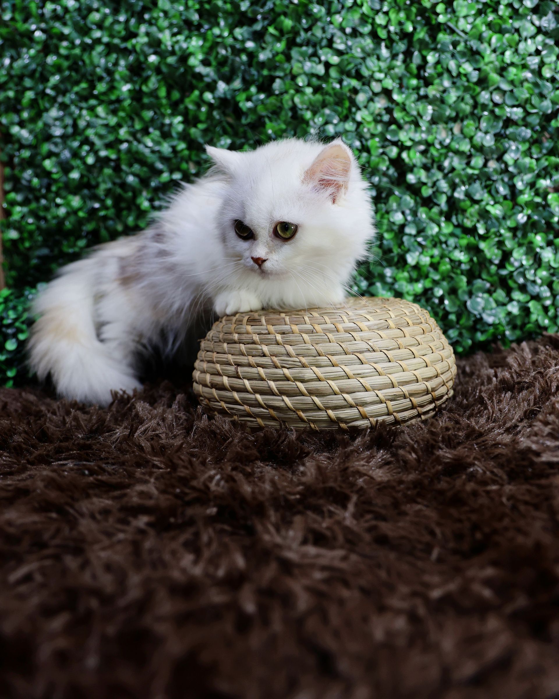 Gato Minuet Raça anã hibrida do munchkin com persa. patinha curta