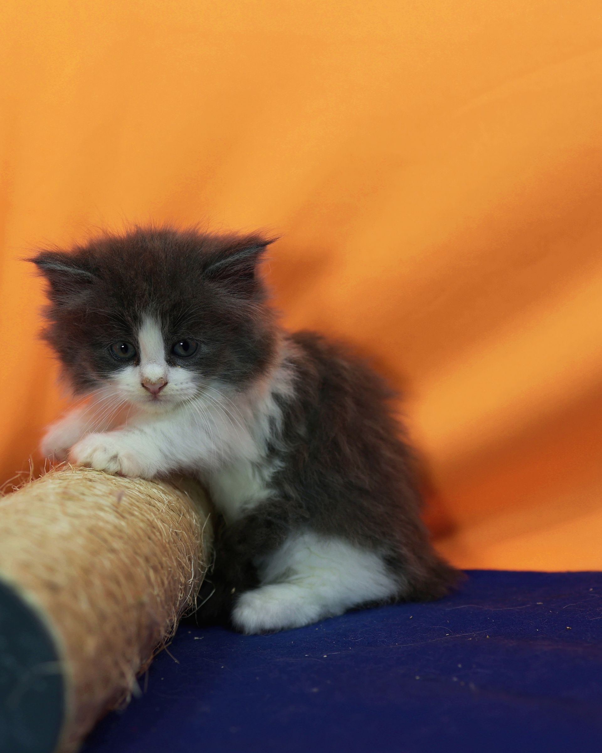 Gato Minuet Raça anã hibrida do munchkin com persa. patinha curta