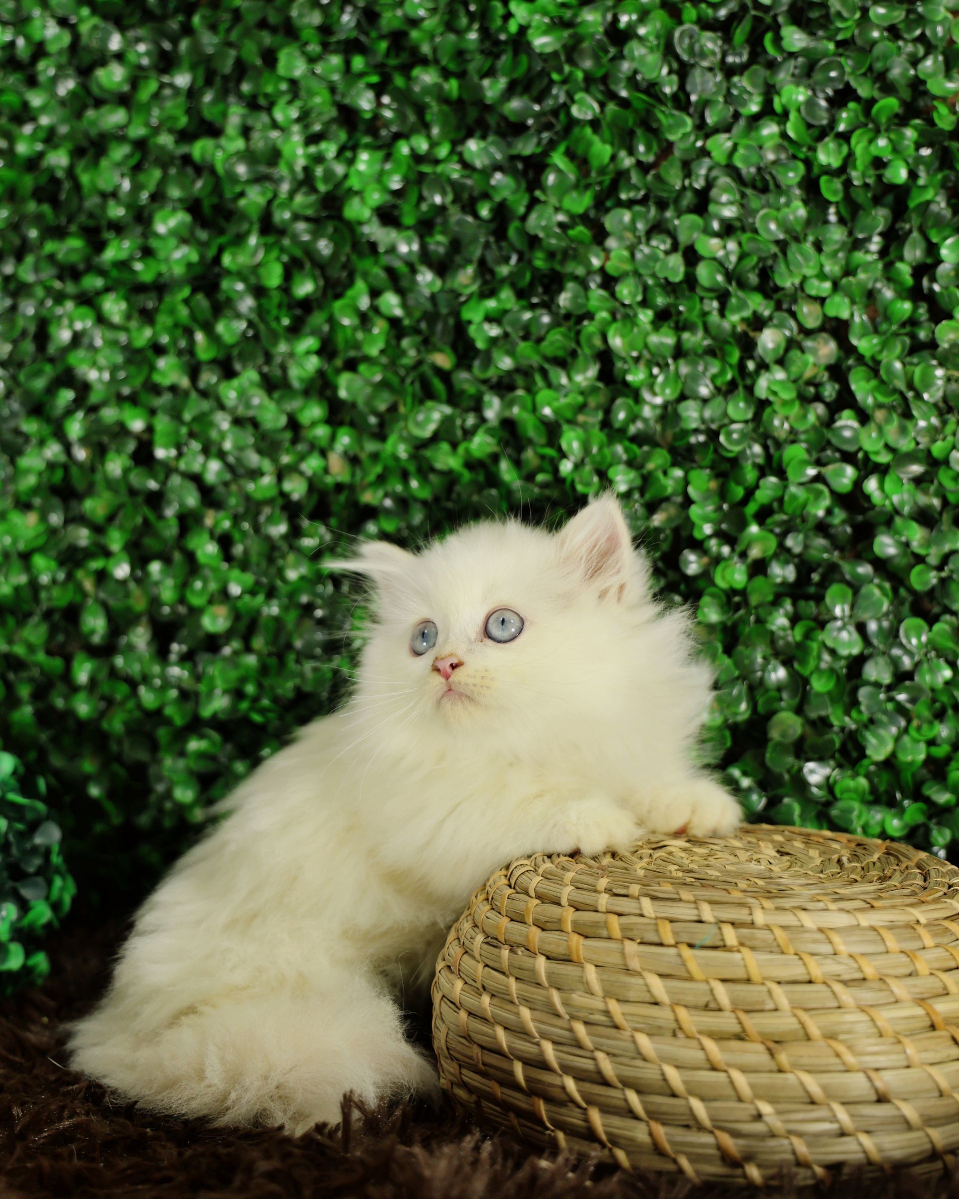 Gato Minuet Raça anã hibrida do munchkin com persa. patinha curta