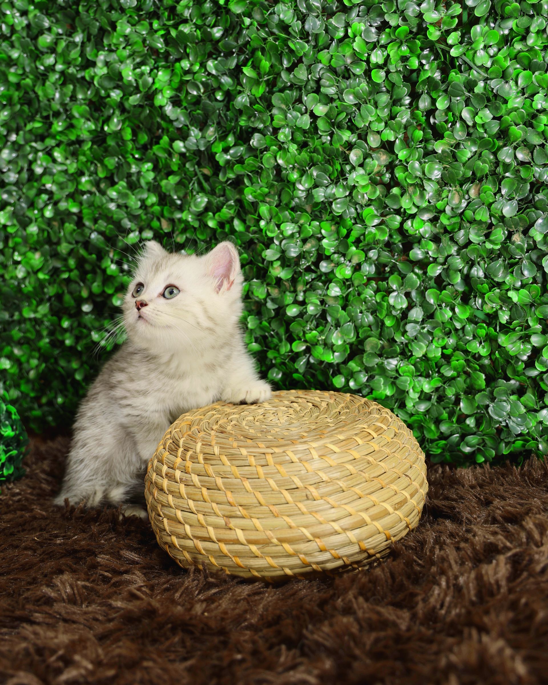 Gato Minuet Raça anã hibrida do munchkin com persa. patinha curta