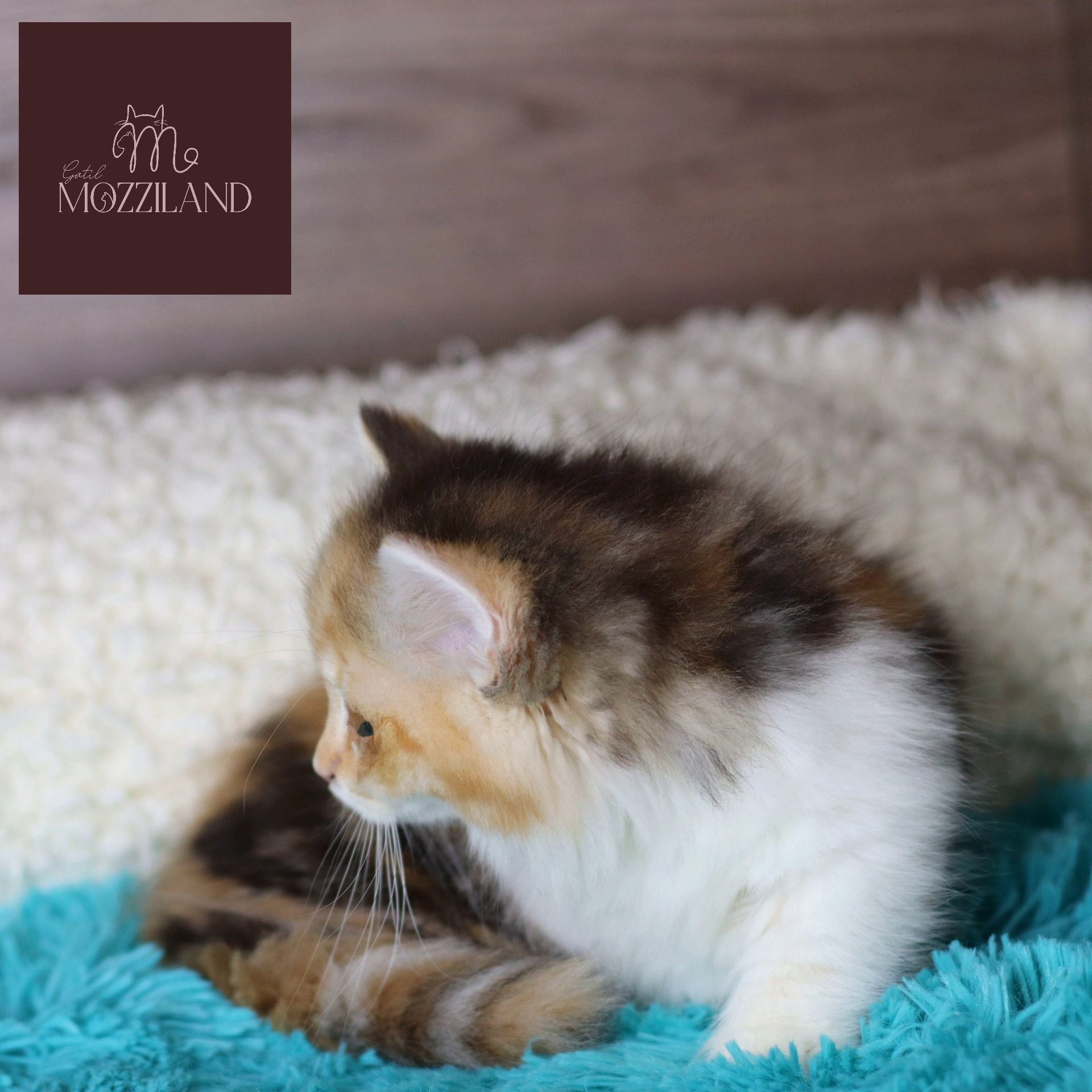 Gato Minuet Raça anã hibrida do munchkin com persa. patinha curta