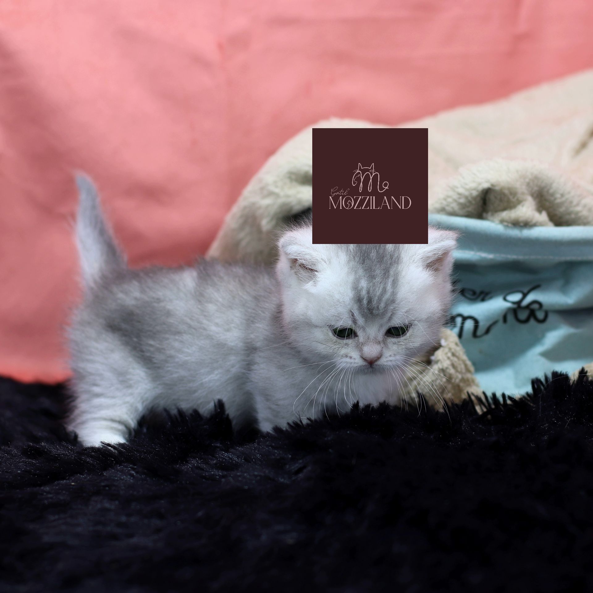 Gato Minuet Raça anã hibrida do munchkin com persa. patinha curta