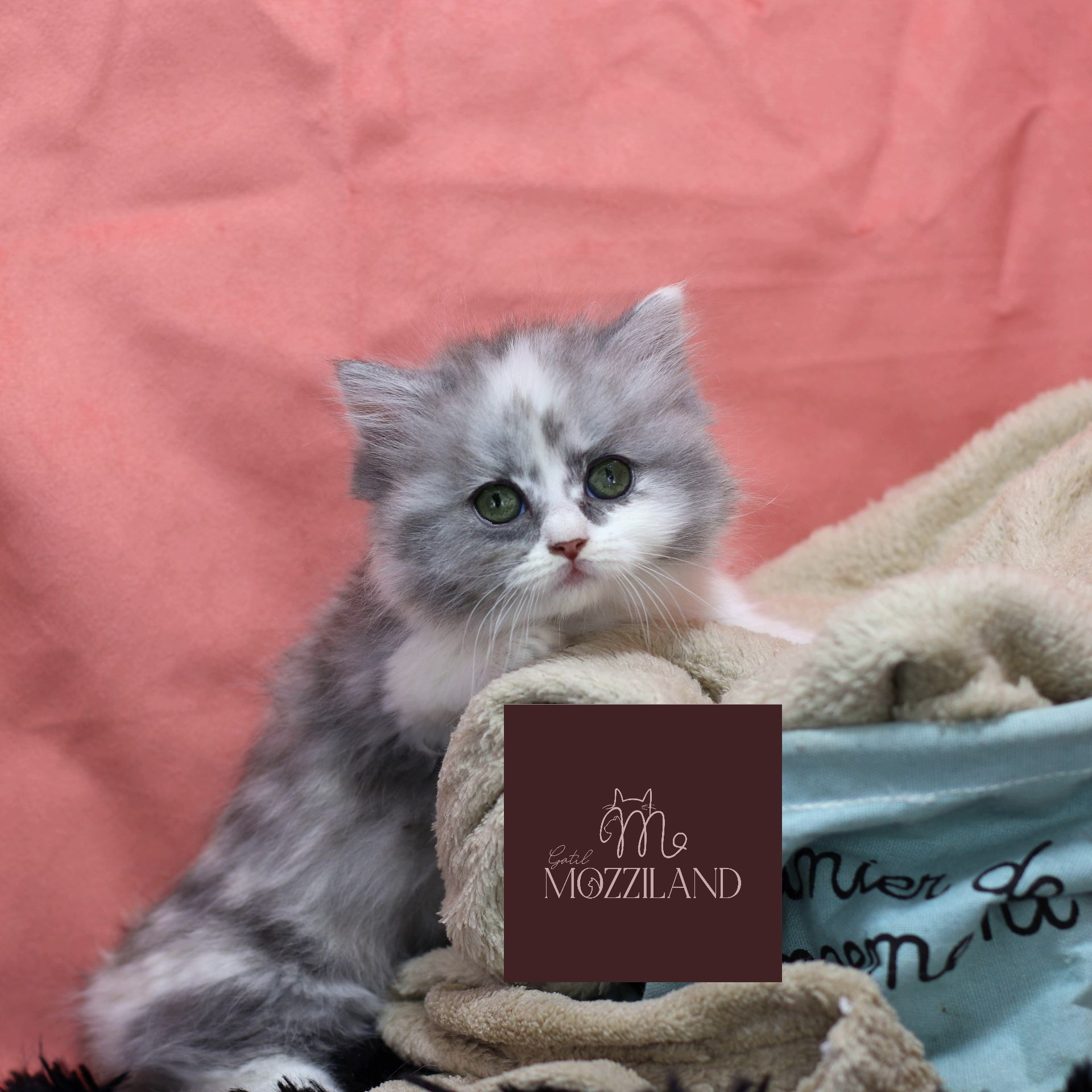 Gato Minuet Raça anã hibrida do munchkin com persa. patinha curta