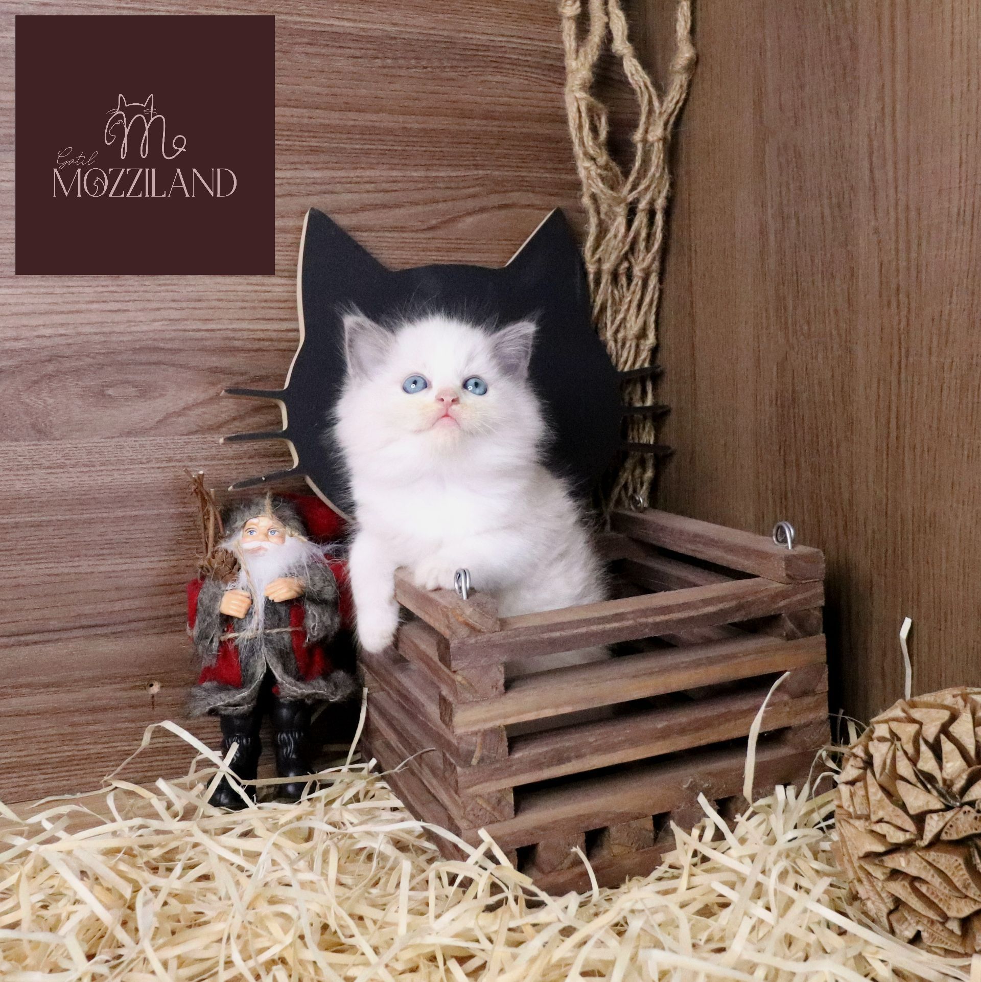 ragdoll bicolor blue