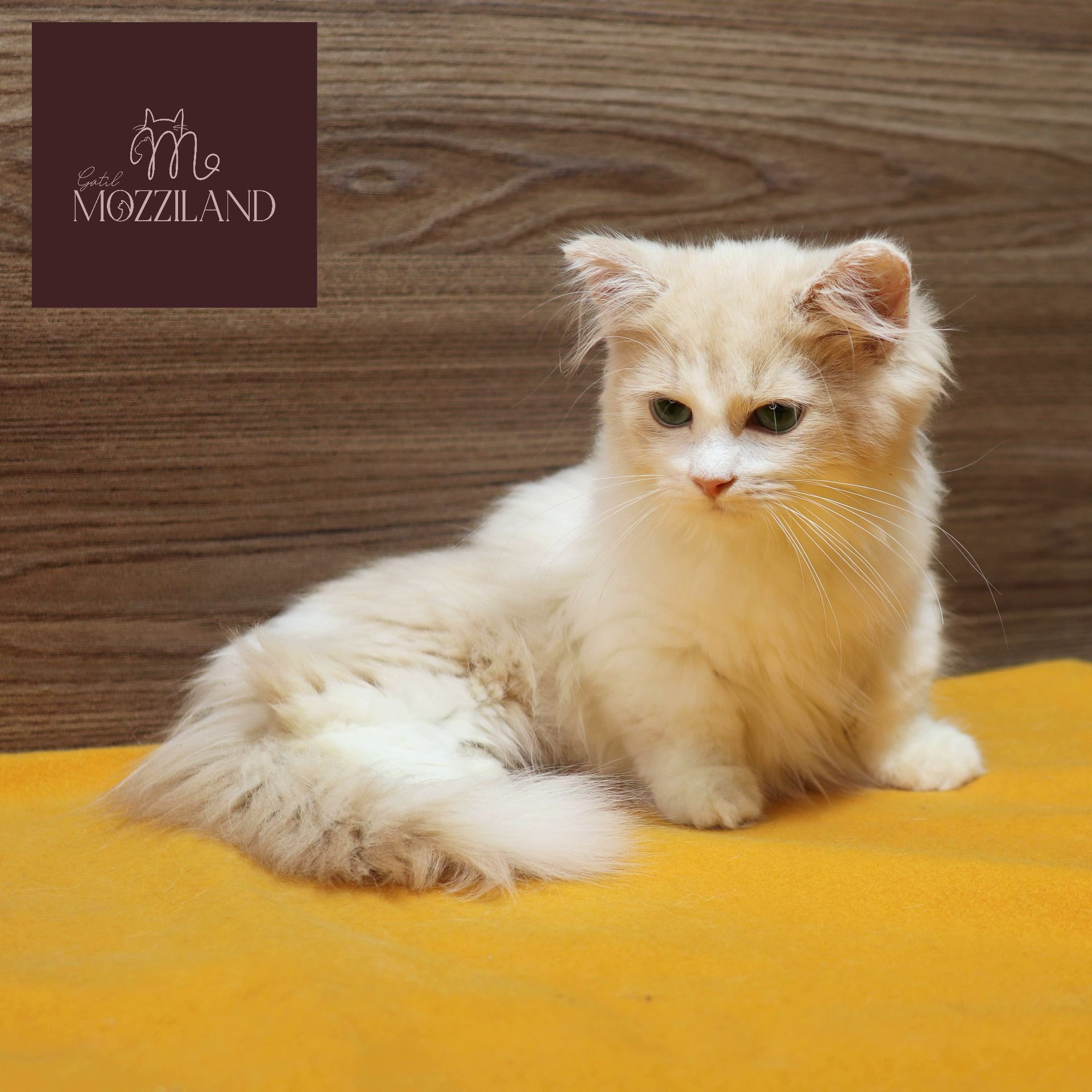 Gato Minuet Raça anã hibrida do munchkin com persa. patinha curta