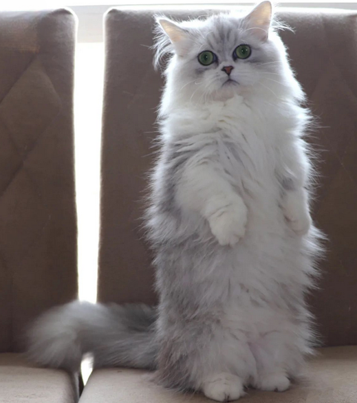 Gato Minuet Raça anã hibrida do munchkin com persa. patinha curta