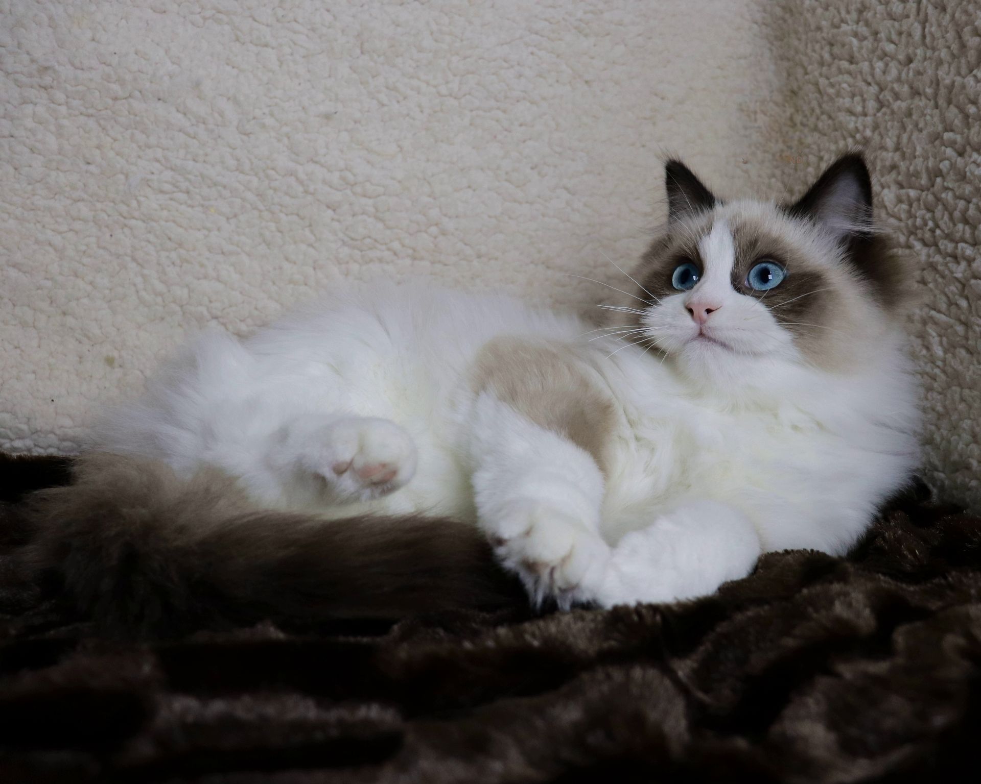 ragdoll bicolor seal