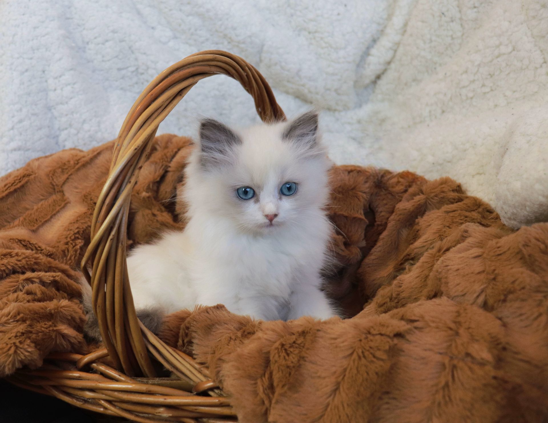 ragdoll bicolor blue