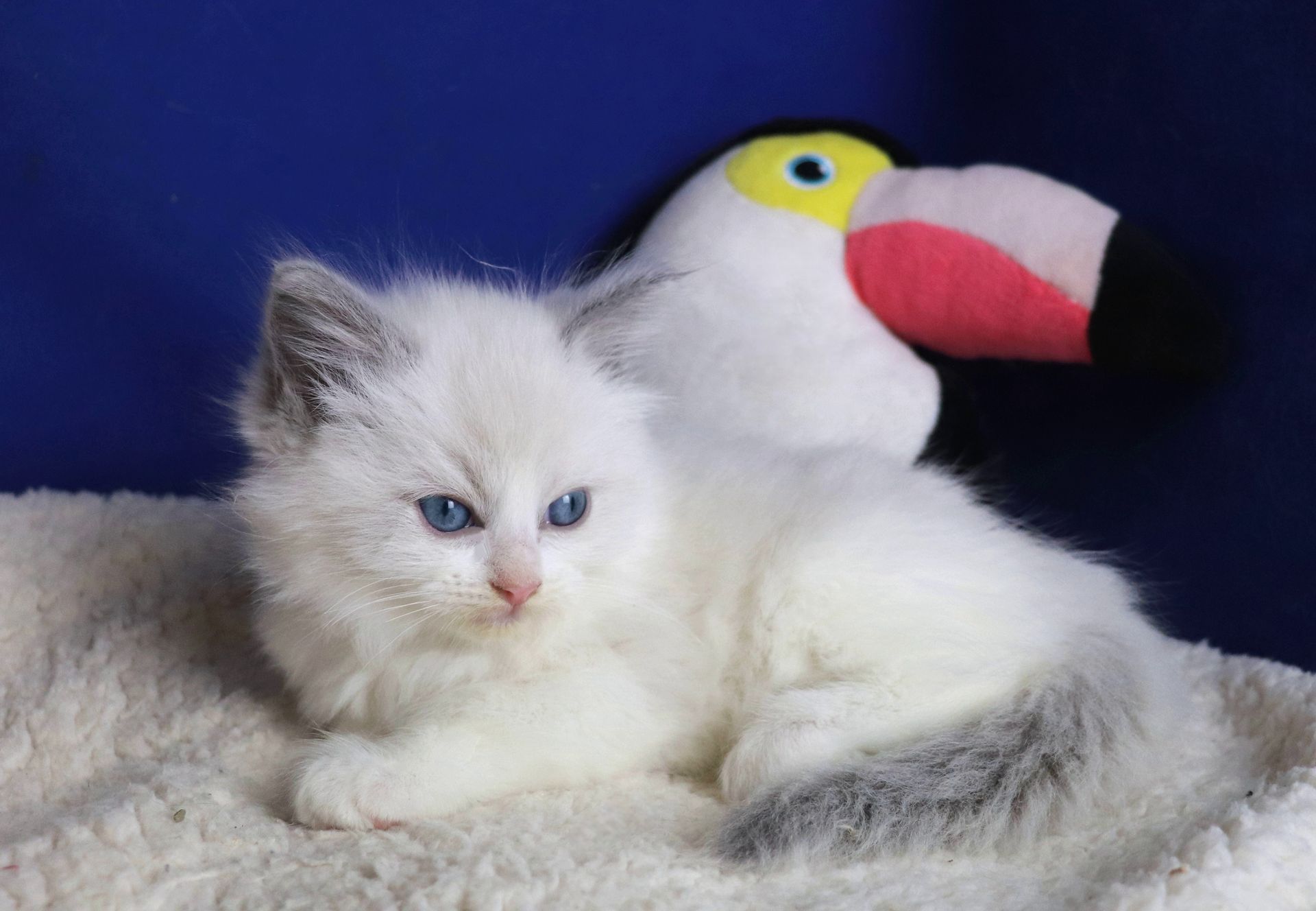 ragdoll bicolor blue