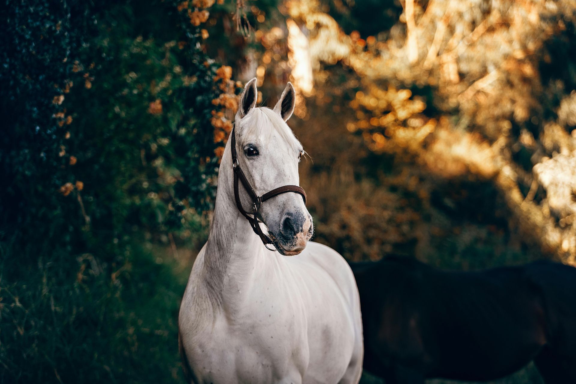White horse wearing a halter, standing in front of greenery and sunlight. Another dark horse is partially visible behind it.
