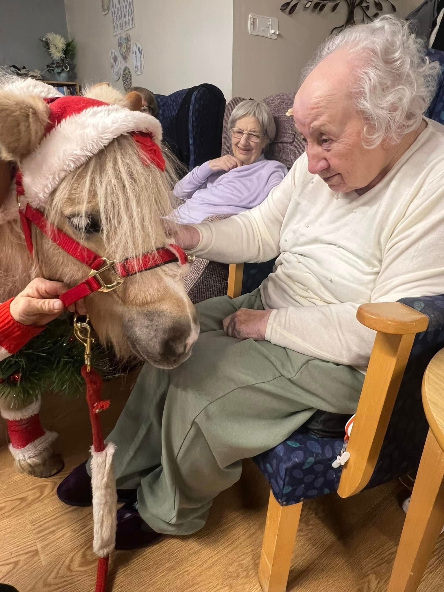Small horse in festive red-and-white tack beside an elderly man and woman in chairs, indoors