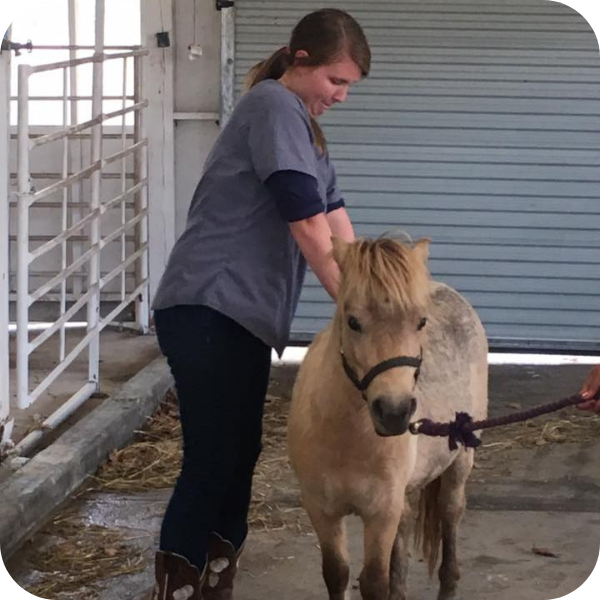 horse chiropractic