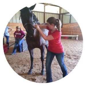 chiropractic services on horse