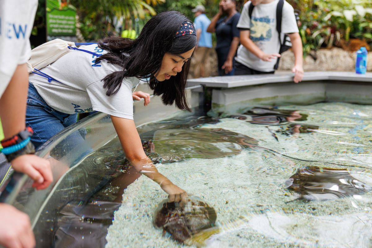 Tennesee Aquarium Summer Camp