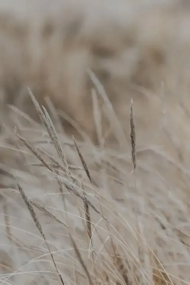 wheat texture image - Inkskyn East Fremantle, Perth