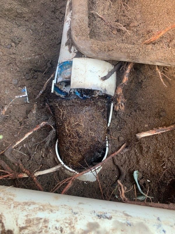 A blocked drain pipe with tree roots is laying in the dirt next to a bucket.