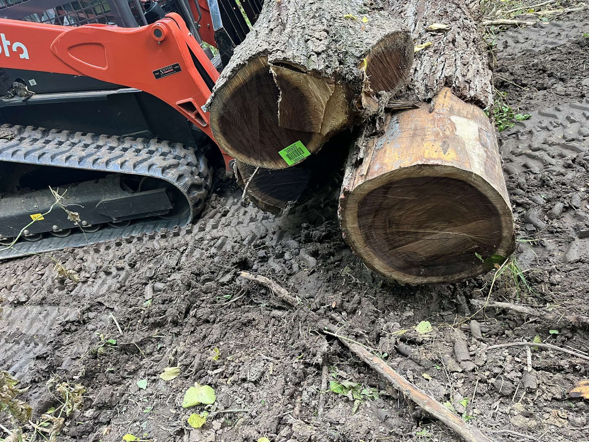 Orange Kubota skid steer next to cut tree logs on muddy ground.