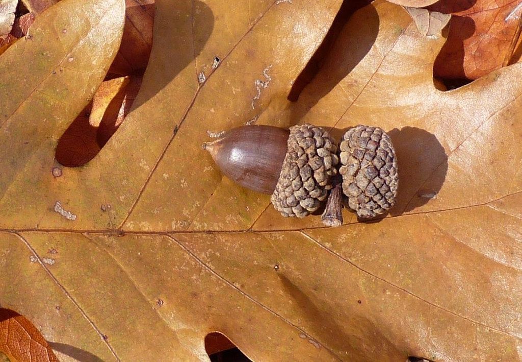 An acorn, with its cap, rests on a brown oak leaf, in sunlight.