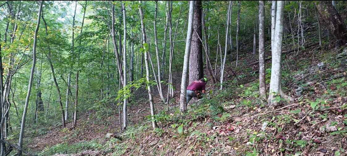 A person in a maroon shirt crouches in a wooded area amongst many tall trees.